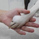 (주)헬로마이펫 이미지