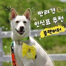 강아지세상 | [내돈내산] 세상에서 제일 힙한 강아지 인식표 🐾 블랙버터 아크릴 이름표 후기