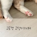 고로캣 고양이카페 이미지