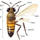 꿀벌 이미지