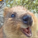 페리서가 | 퍼스에서 프리맨틀 로트네스트섬 역무원이 알려준 싸게 가는 꿀팁! 꼭 읽기!!