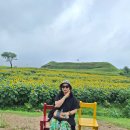 연천 호로고루 해바라기 이미지