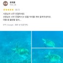 [ 대만 가오슝 컨딩 ] 반잠수함타고 바다거북 보기