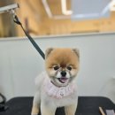 댕댕이숲 이미지