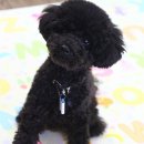 샤이니독 이미지