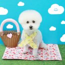 뽀송그루밍 이미지