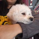 펫츠마트 | [펫츠고 여주] 여주 강천섬 댕댕 가을 음악회 캠프 with 지호