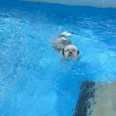 멍리버 | 대구 애견수영장 있는 애견카페 멍리버 두번째 방문 후기💕