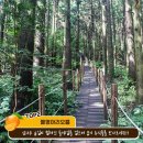 신풍리마을 Daum카페