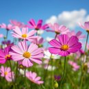 코스모스 이미지