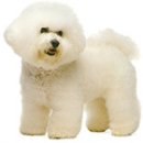 프리제(frise) 이미지