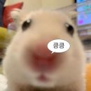 예림향수