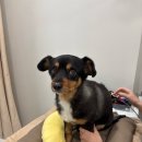 함께하는동물병원 | 부산 윤은채동물병원 재활치료 내돈내산 3차 후기! 보행 점점 호전 중