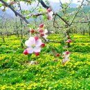 사과꽃향기 이미지