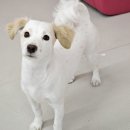 딩굴댕굴 애견호텔 유치원 이미지