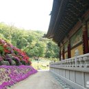 성남 대광사 티스토리