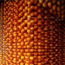 Drying persimmons 곶감만들기 이미지