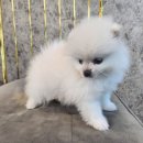 도그마루 강아지 고양이 양산화명점 이미지