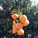 온누리농장 이미지