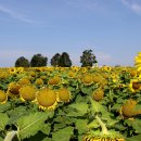 해바라기농장 이미지