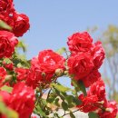 농협금천지점 이미지