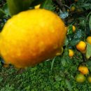 귤림추색 이미지