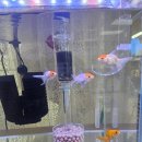 충무수산동물병원 | 금붕어 부레병 의심으로 대구 한민수산질병관리원 방문 후기