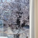 듀레스트군산 | 벚꽃 보면서 디저트 먹기 좋은 군산 카페 :) 듀레스트 군산 다녀온 후기