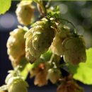 홉 호프 이미지