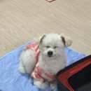 리본동물의료센터