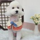 비쥬펫