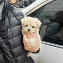바나개 강아지 고양이 마포점 네이버블로그