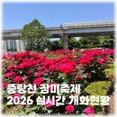중랑천변2(상계교) | 중랑천 장미축제 2026 실시간 개화현황 무료 주차 꿀팁