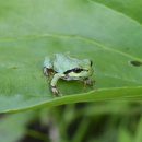 청개구리 이미지