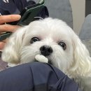 이룸동물병원 이미지