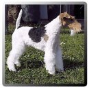 와이어 폭스 테리어 Wire Fox Terrier 이미지