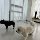 포그니유치원 이미지