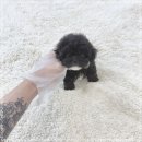 플라워퍼피 이미지