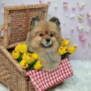 나에개, 반하냥 이미지