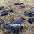 사인1리 이미지