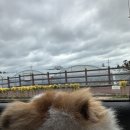 금능제 | 제주도 애견동반여행 또치랑 1일차 (3박4일)