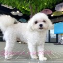 체크인독 애견유치원 이미지