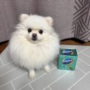 대웅동물병원 | 강아지들에게 급여하기 편리한 반려견 눈 영양제 강아지 눈물관리 대웅펫 임팩타민펫 후기