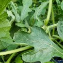 고담농장 이미지