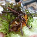 기와집정식 이미지