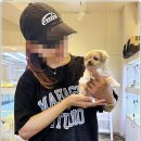 펫퍼스트 24시 강아지분양 고양이분양 파주운정점 | 펫퍼스트 24시 강아지분양 고양이분양 파주운정점, 믿고 맡길 수 있는 곳~