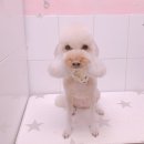 살롱드 꽃개 이미지