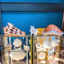 오션파라다이스 이미지