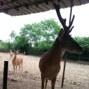 우리사슴목장 이미지