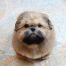 시츄언니 이미지